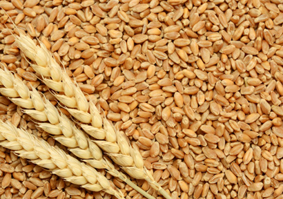 Wheat