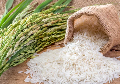 Rice