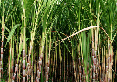 Sugarcane