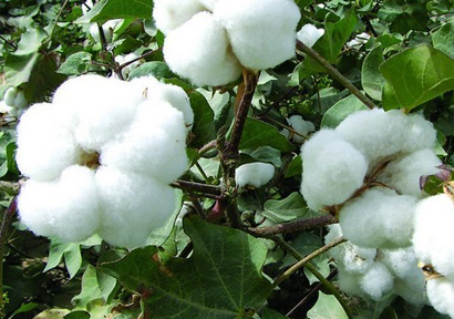 Cotton