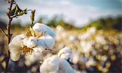 Bangladesh invites Pakistani investment in export industries