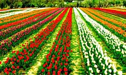 Pakistan invites Dutch investment in floriculture
